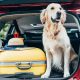 Travel With Dog In Car | My Caring Dog – Tips, Stories, and Care Guides for Loving Pet Owners