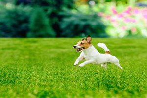 The Ultimate Guide to Dog-Friendly Lawns My Caring Dog – Tips, Stories, and Care Guides for Loving Pet Owners The Ultimate Guide to Dog-Friendly Lawns | My Caring Dog – Tips, Stories, and Care Guides for Loving Pet Owners