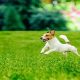 The Ultimate Guide to Dog-Friendly Lawns | My Caring Dog – Tips, Stories, and Care Guides for Loving Pet Owners