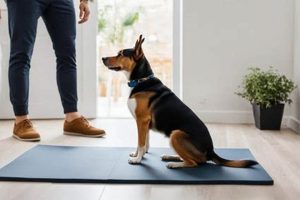 Essential Dog Independence Training Guide | My Caring Dog – Tips, Stories, and Care Guides for Loving Pet Owners