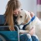 The Healing Power of Pet Dogs: Companions & Helpers | My Caring Dog – Tips, Stories, and Care Guides for Loving Pet Owners