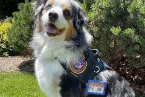 Usa Therapy Dogs | My Caring Dog – Tips, Stories, and Care Guides for Loving Pet Owners