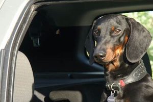 Law With Dogs In Cars | My Caring Dog – Tips, Stories, and Care Guides for Loving Pet Owners