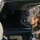 Law With Dogs In Cars | My Caring Dog – Tips, Stories, and Care Guides for Loving Pet Owners