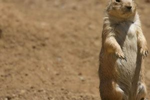 Prairie Dog Care: Easy or Demanding Pet? My Caring Dog – Tips, Stories, and Care Guides for Loving Pet Owners Prairie Dog Care: Easy or Demanding Pet? | My Caring Dog – Tips, Stories, and Care Guides for Loving Pet Owners