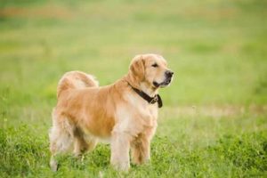 The Ultimate Guide to Car Dogs My Caring Dog – Tips, Stories, and Care Guides for Loving Pet Owners The Ultimate Guide to Car Dogs | My Caring Dog – Tips, Stories, and Care Guides for Loving Pet Owners