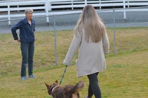 Expert Canine Companion Training & Certification | My Caring Dog – Tips, Stories, and Care Guides for Loving Pet Owners