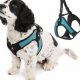 Best Car Harnesses for Small Dogs: Safe Travel | My Caring Dog – Tips, Stories, and Care Guides for Loving Pet Owners