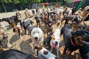 Best Canine Image San Diego: Car Dog Photos | My Caring Dog – Tips, Stories, and Care Guides for Loving Pet Owners