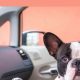 Conquer Dog Car Anxiety: Tips & Solutions | My Caring Dog – Tips, Stories, and Care Guides for Loving Pet Owners