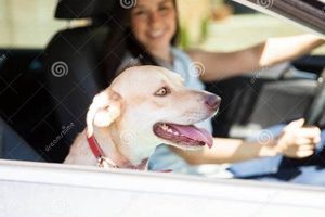 Dog Riding In A Car | My Caring Dog – Tips, Stories, and Care Guides for Loving Pet Owners