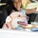 Dog Riding In A Car | My Caring Dog – Tips, Stories, and Care Guides for Loving Pet Owners
