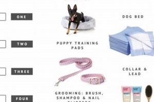 Car Dog Essentials: Everything You Need My Caring Dog – Tips, Stories, and Care Guides for Loving Pet Owners Car Dog Essentials: Everything You Need | My Caring Dog – Tips, Stories, and Care Guides for Loving Pet Owners