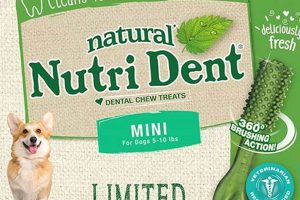 Top Vet-Recommended Dog Dental Care Tips | My Caring Dog – Tips, Stories, and Care Guides for Loving Pet Owners