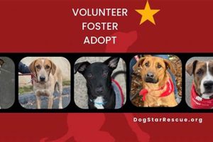 Find Guide Dog Organizations Near You Today | My Caring Dog – Tips, Stories, and Care Guides for Loving Pet Owners