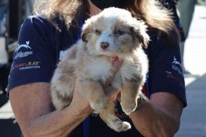 Rescue Dogs Missouri My Caring Dog – Tips, Stories, and Care Guides for Loving Pet Owners Rescue Dogs Missouri | My Caring Dog – Tips, Stories, and Care Guides for Loving Pet Owners