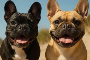 Stud Service Near Me My Caring Dog – Tips, Stories, and Care Guides for Loving Pet Owners Stud Service Near Me | My Caring Dog – Tips, Stories, and Care Guides for Loving Pet Owners