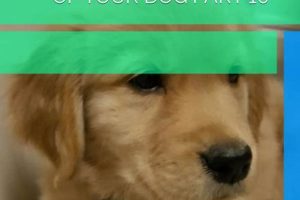 How To Care For Your Dog My Caring Dog – Tips, Stories, and Care Guides for Loving Pet Owners How To Care For Your Dog | My Caring Dog – Tips, Stories, and Care Guides for Loving Pet Owners