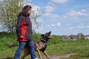 Private 1 1 Dog Training: Expert Coaching | My Caring Dog – Tips, Stories, and Care Guides for Loving Pet Owners