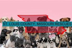 Best Dog Rescues in St. Louis: Adopt Today My Caring Dog – Tips, Stories, and Care Guides for Loving Pet Owners Best Dog Rescues in St. Louis: Adopt Today | My Caring Dog – Tips, Stories, and Care Guides for Loving Pet Owners
