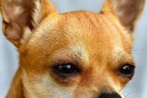 The Ultimate Guide to Chihuahua Dog Care | My Caring Dog – Tips, Stories, and Care Guides for Loving Pet Owners