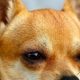 The Ultimate Guide to Chihuahua Dog Care | My Caring Dog – Tips, Stories, and Care Guides for Loving Pet Owners