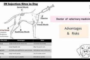 Dogs Im My Caring Dog – Tips, Stories, and Care Guides for Loving Pet Owners Dogs Im | My Caring Dog – Tips, Stories, and Care Guides for Loving Pet Owners