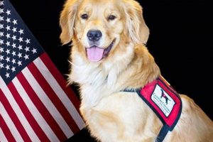 Best Car Accessories for Us Canines | My Caring Dog – Tips, Stories, and Care Guides for Loving Pet Owners