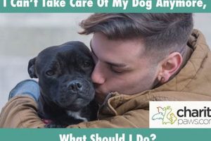 I Can T Take Care Of My Dog Anymore | My Caring Dog – Tips, Stories, and Care Guides for Loving Pet Owners