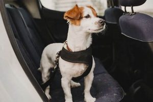 Ultimate Dog Car Safety Guide: Travel Tips &amp; Gear | My Caring Dog – Tips, Stories, and Care Guides for Loving Pet Owners