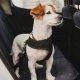 Ultimate Dog Car Safety Guide: Travel Tips &amp; Gear | My Caring Dog – Tips, Stories, and Care Guides for Loving Pet Owners