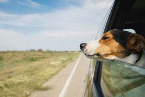 How To Train Your Dog To Like Car Rides | My Caring Dog – Tips, Stories, and Care Guides for Loving Pet Owners