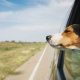 How To Train Your Dog To Like Car Rides | My Caring Dog – Tips, Stories, and Care Guides for Loving Pet Owners
