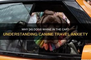 Dog Car Whining: Why It Happens & How to Stop It My Caring Dog – Tips, Stories, and Care Guides for Loving Pet Owners Dog Car Whining: Why It Happens & How to Stop It | My Caring Dog – Tips, Stories, and Care Guides for Loving Pet Owners