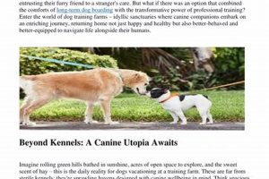 Complete Guide to Long-Term Dog Care Essentials | My Caring Dog – Tips, Stories, and Care Guides for Loving Pet Owners