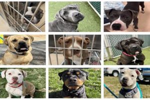 Best Center for Animal Rescue and Enrichment Near You | My Caring Dog – Tips, Stories, and Care Guides for Loving Pet Owners