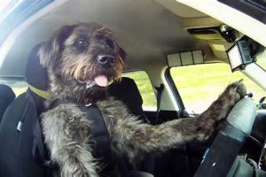 The Ultimate Guide to Dogs Driving Cars | My Caring Dog – Tips, Stories, and Care Guides for Loving Pet Owners