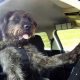 The Ultimate Guide to Dogs Driving Cars | My Caring Dog – Tips, Stories, and Care Guides for Loving Pet Owners
