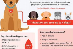How To Donate Dogs | My Caring Dog – Tips, Stories, and Care Guides for Loving Pet Owners