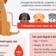 How To Donate Dogs | My Caring Dog – Tips, Stories, and Care Guides for Loving Pet Owners