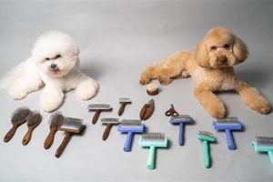 Essential Fur Care Tips for Happy Dogs | My Caring Dog – Tips, Stories, and Care Guides for Loving Pet Owners