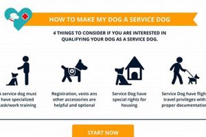 Where Can I Get My Dog Service Trained | My Caring Dog – Tips, Stories, and Care Guides for Loving Pet Owners