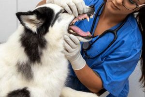 The Ultimate Guide to Care Dogs for Car Travel | My Caring Dog – Tips, Stories, and Care Guides for Loving Pet Owners