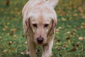 Dog Separation Anxiety: A Care Guide | My Caring Dog – Tips, Stories, and Care Guides for Loving Pet Owners