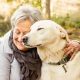 Adopt Senior-Friendly Dogs Near You Today! | My Caring Dog – Tips, Stories, and Care Guides for Loving Pet Owners