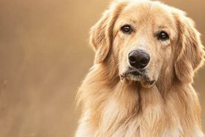 Dog As Pet | My Caring Dog – Tips, Stories, and Care Guides for Loving Pet Owners