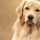 Dog As Pet | My Caring Dog – Tips, Stories, and Care Guides for Loving Pet Owners