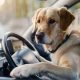 Dog Driving Car | My Caring Dog – Tips, Stories, and Care Guides for Loving Pet Owners