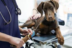 Best Dog Veterinary Medicine Guide for Car Owners | My Caring Dog – Tips, Stories, and Care Guides for Loving Pet Owners