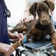 Best Dog Veterinary Medicine Guide for Car Owners | My Caring Dog – Tips, Stories, and Care Guides for Loving Pet Owners